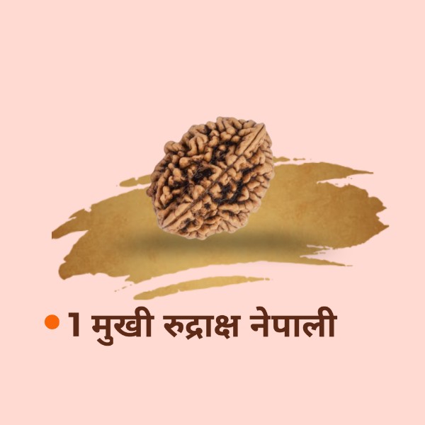 1 Mukhi Nepali Rudraksha