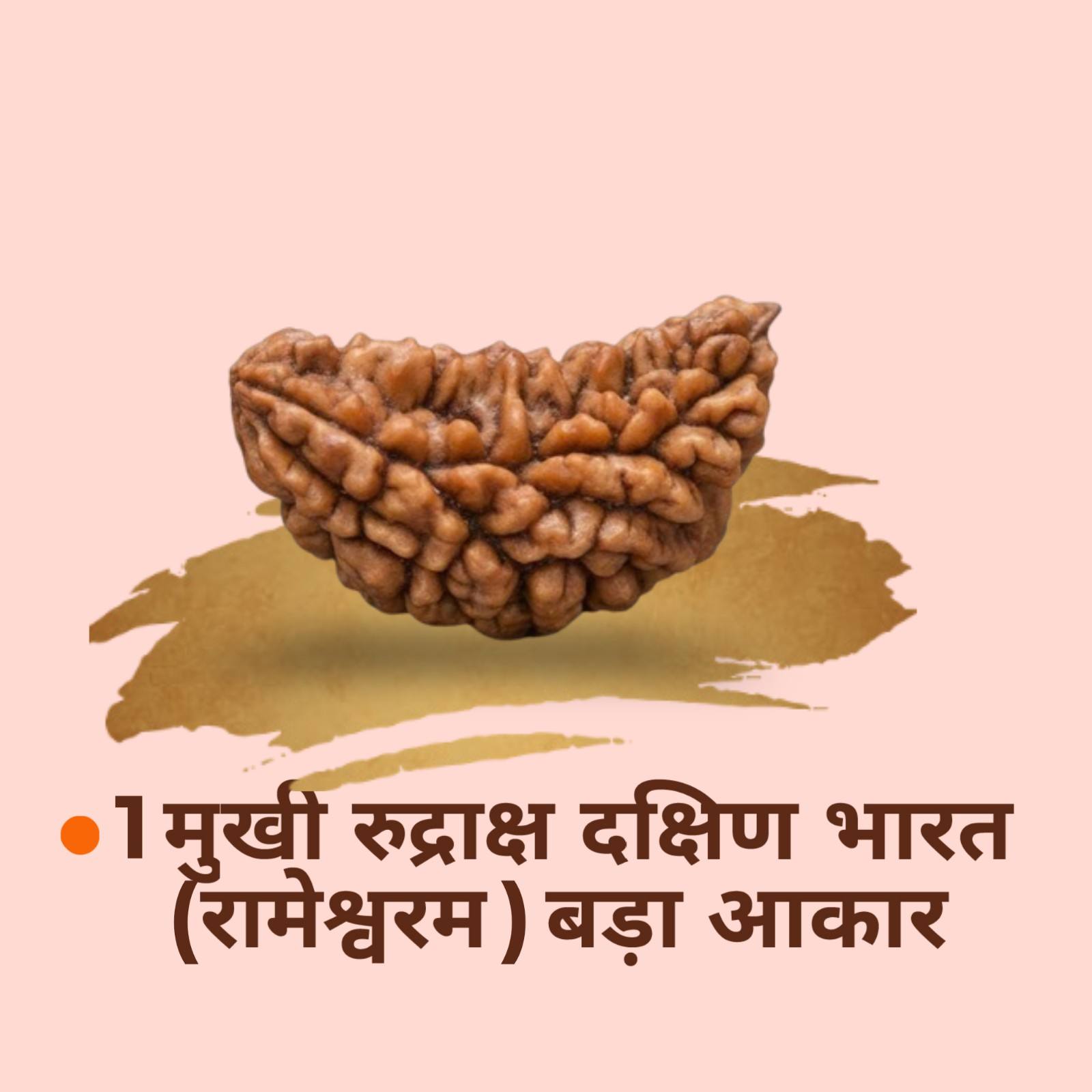 1 Mukhi Rudraksha Rameshwaram Bada Akar
