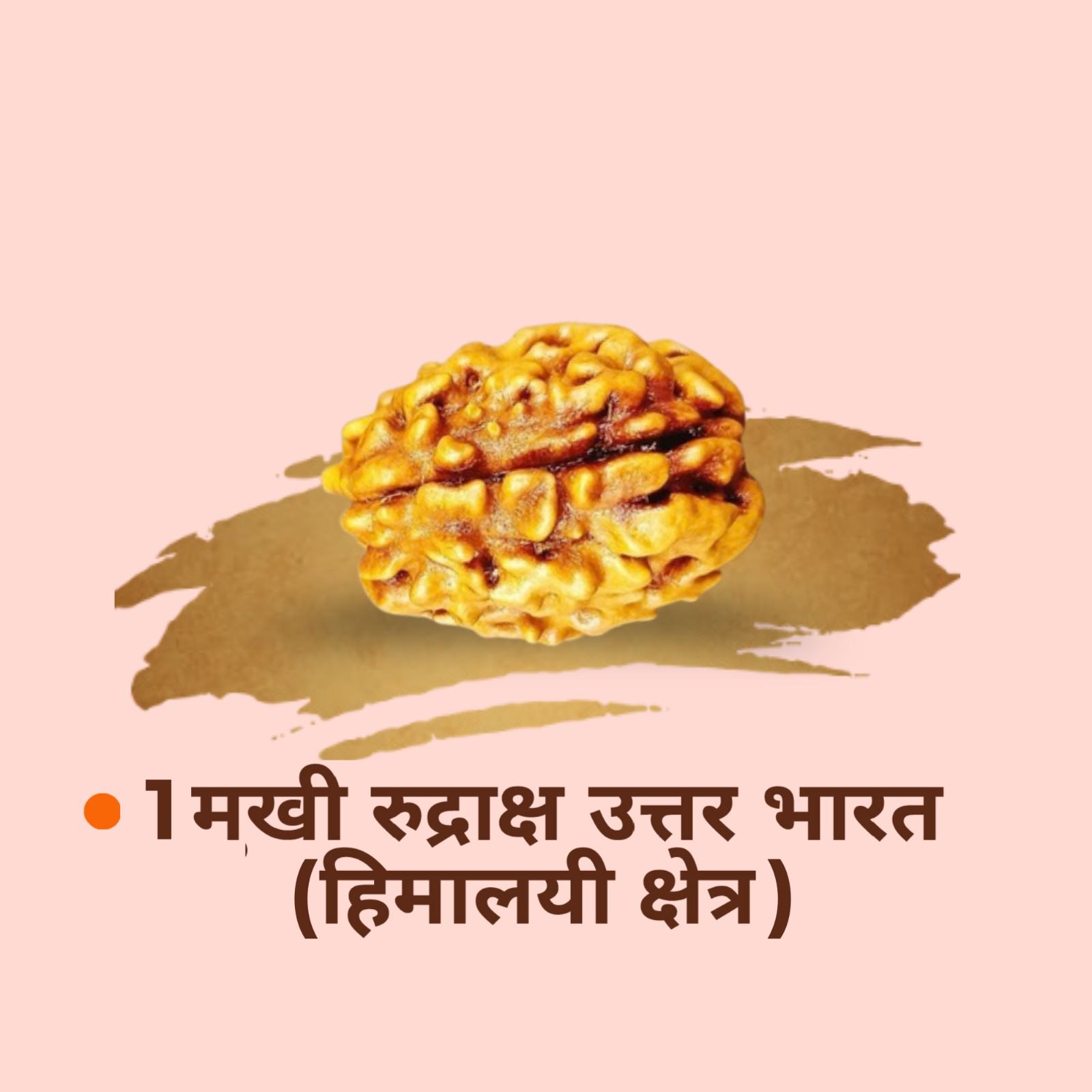 1 Mukhi Rudraksha Uttar Bharat Himalaya