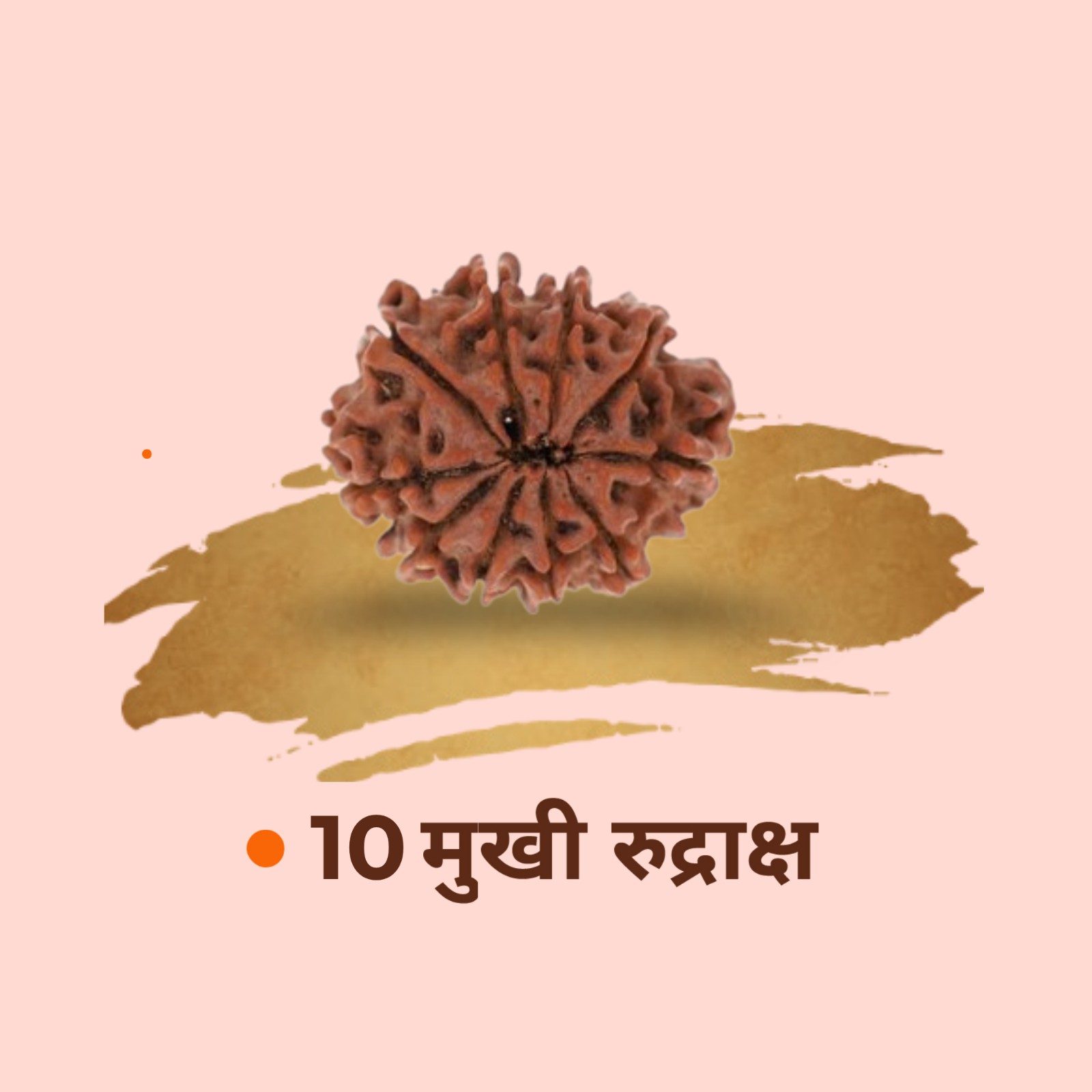 10 Mukhi Rudraksha