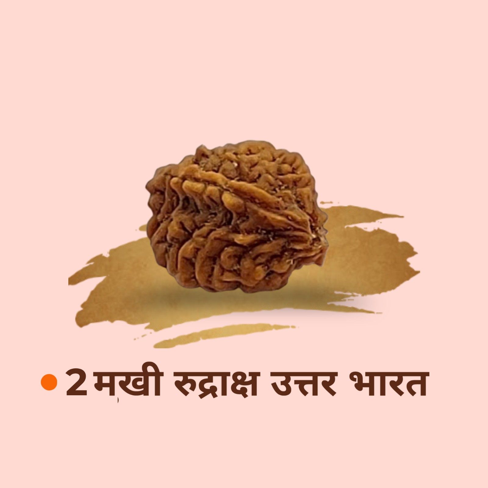 2 Mukhi Rudraksha Uttar Bharat
