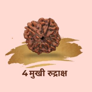 15 4 Mukhi Rudraksha