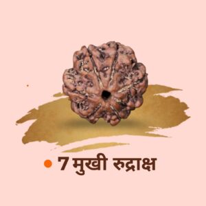 21 7 Mukhi Rudraksha